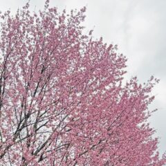 矢野顕子のおと♪春咲小紅