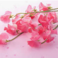 赤いスイートピー